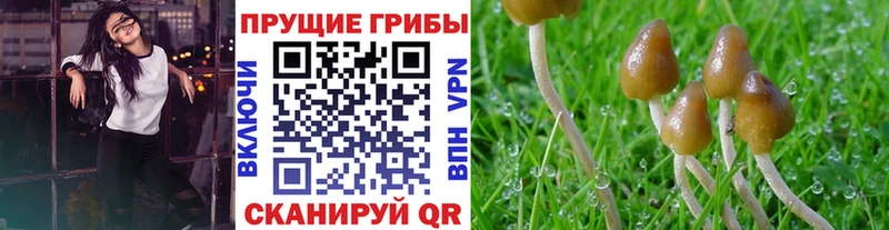 Псилоцибиновые грибы Psilocybe  Бологое 